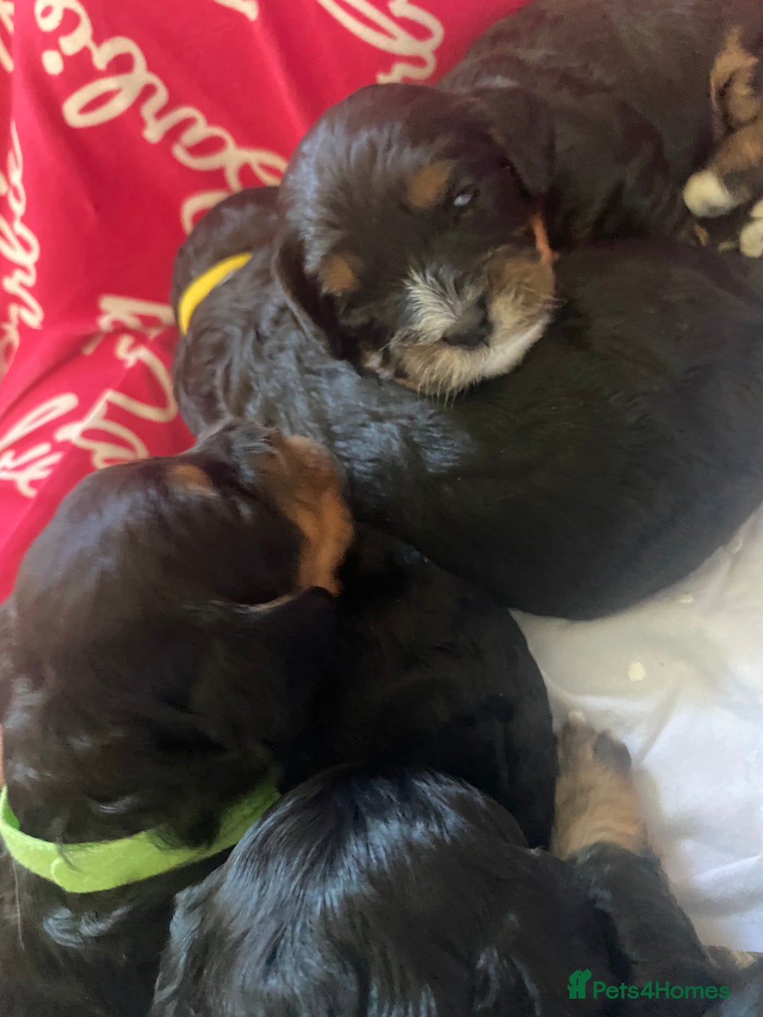Cavapoo dogs for sale: Beautiful F1 cavapoos phantom 3 girls left 💜💖❤️ - Image 37