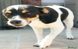 Jack Russell dogs for adoption: Viivi,a lively little soul needs forever home - Image 8
