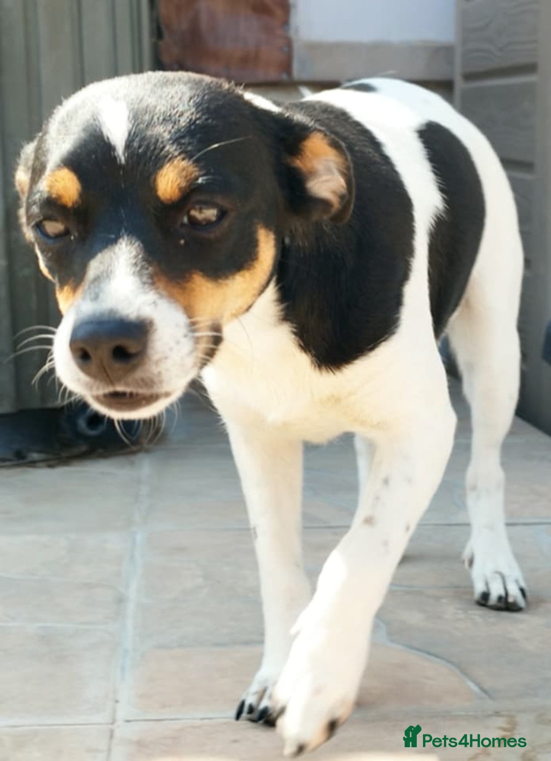 Jack Russell dogs for adoption: Viivi,a lively little soul needs forever home - Image 8