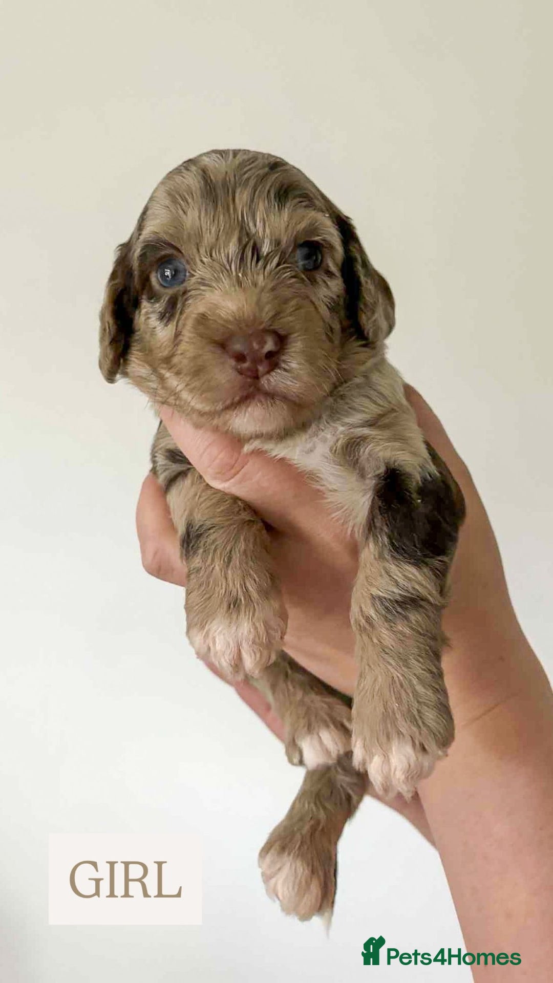 Cockapoo dogs for sale: F1 Cockapoo puppies - Image 4