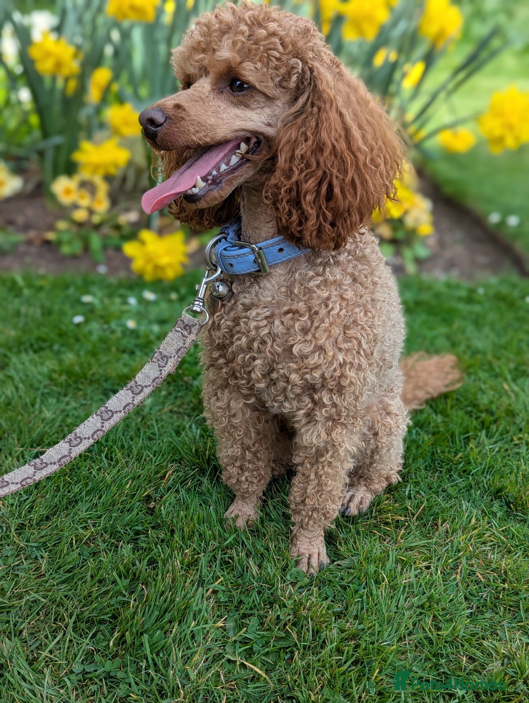 Miniature Poodle dogs for stud: Stunning proven KC health tested Red Stud in Reading - Image 7