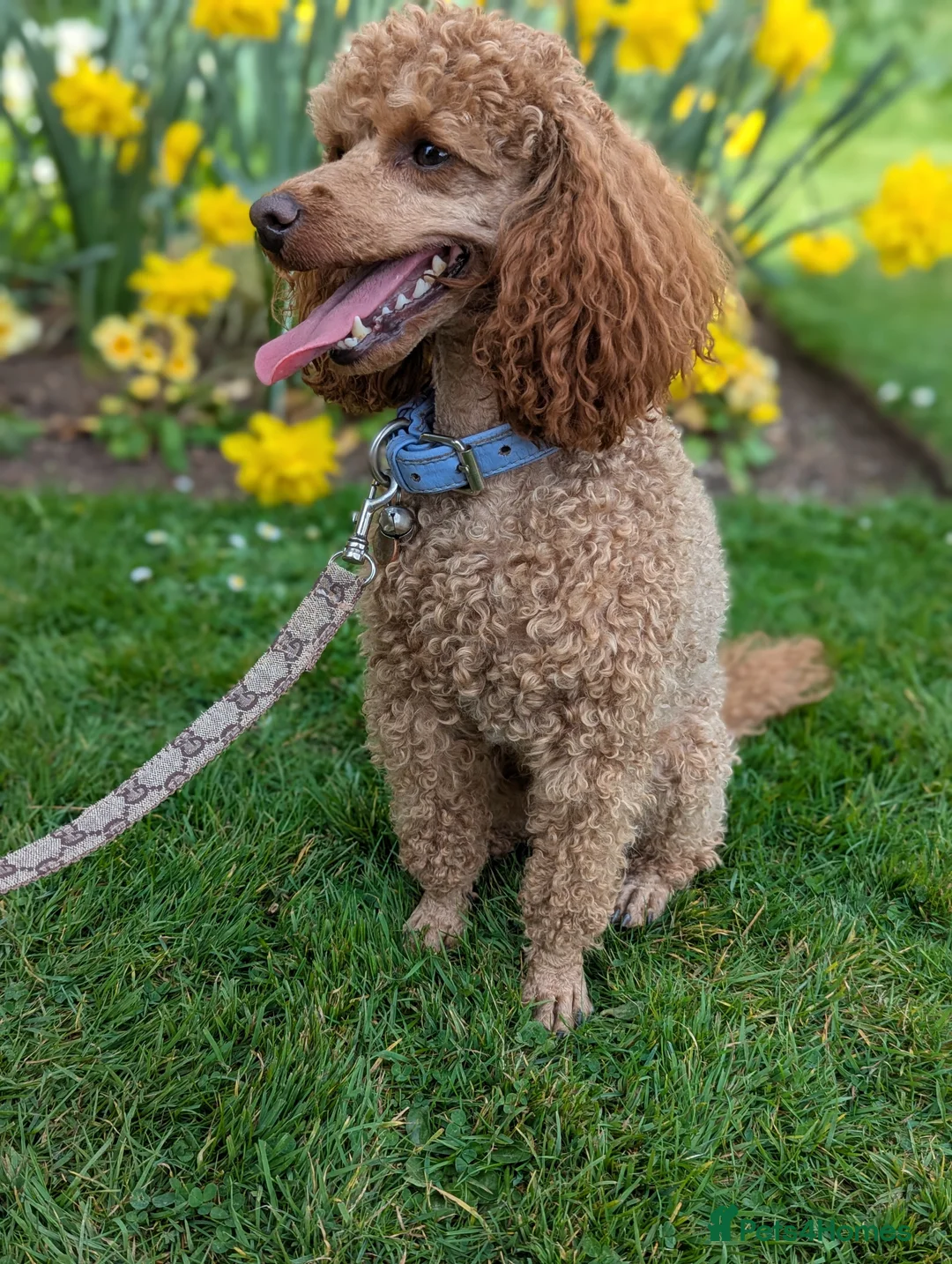 Miniature Poodle dogs for stud: Stunning proven KC health tested Red Stud in Reading - Advert 8