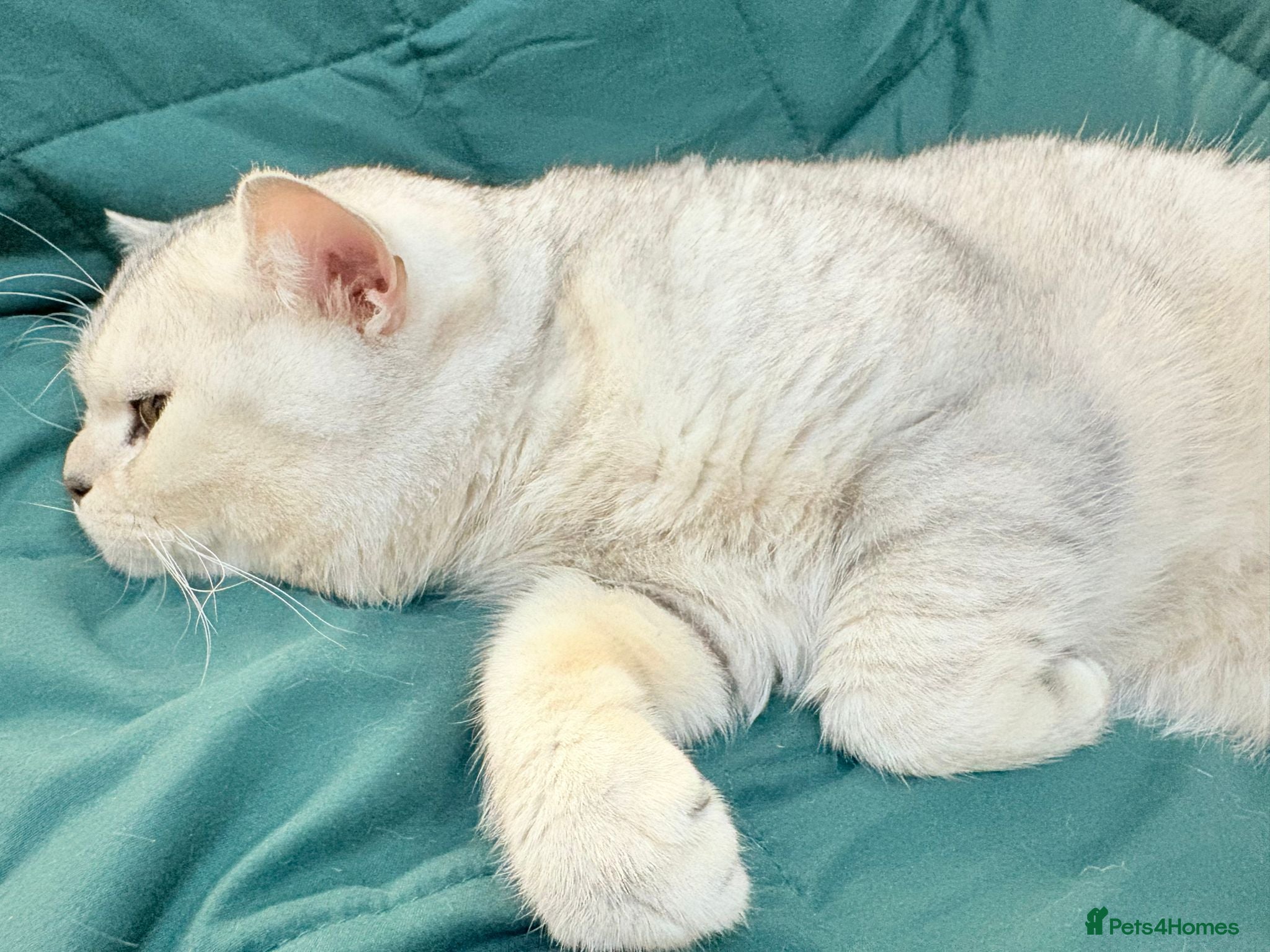 British Shorthair cats 🌟 British Shorthair Chinchilla GCCF DNA Tested - Advert 1