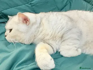 British Shorthair cats 🌟 British Shorthair Chinchilla GCCF DNA Tested - Advert 1
