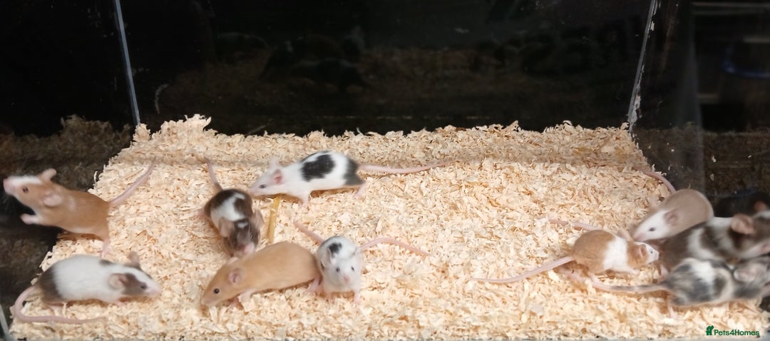 Mouse rodents for sale: Baby Coloured Fancy Mice  - Advert 11