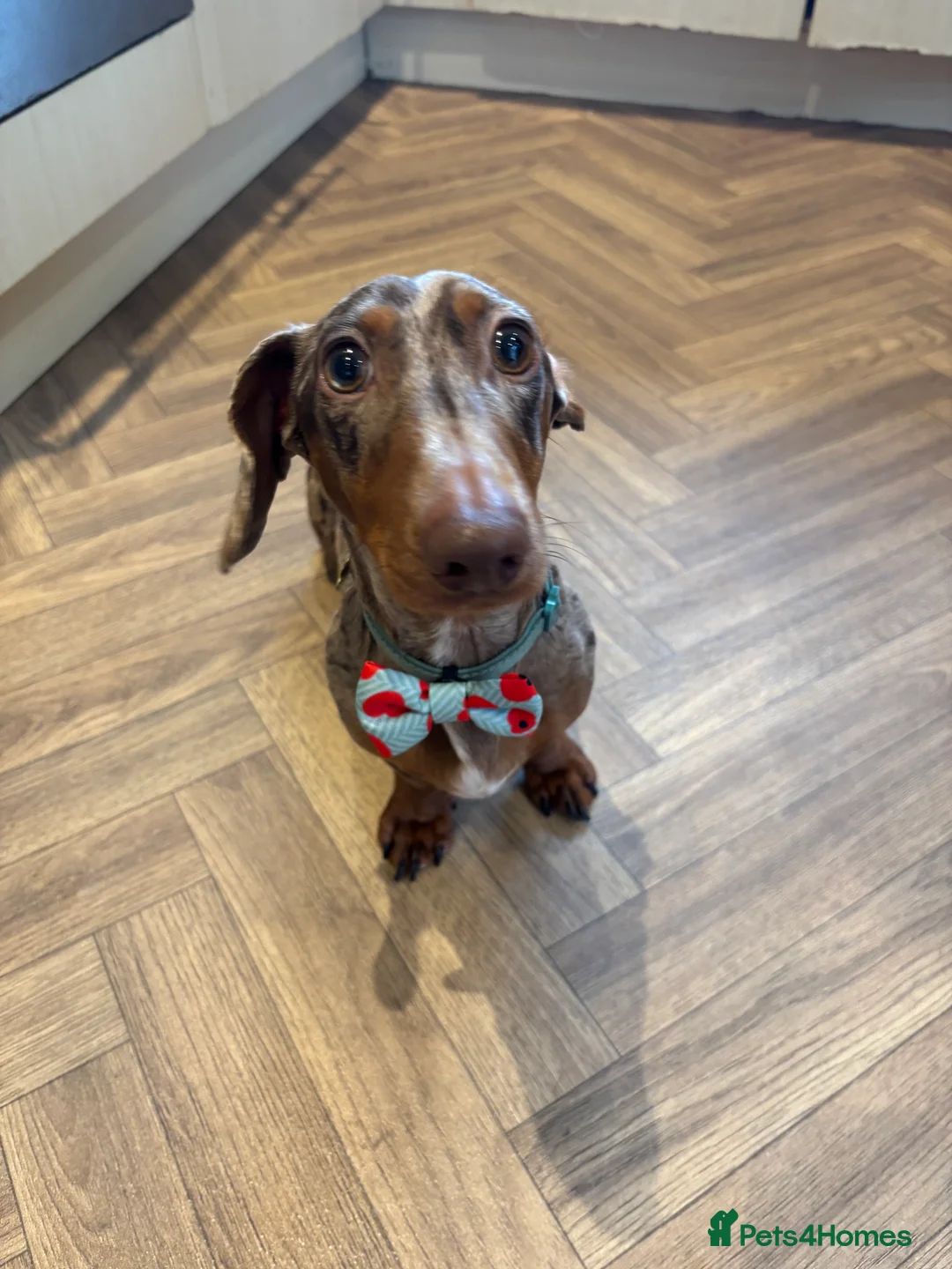 Miniature Dachshund dogs for stud: Proven KCReg Chocolate & Tan Dapple Dachshund Stud - Advert 4