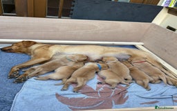 Labrador Retriever dogs for sale: Fox Red Labrador pups - Image 5