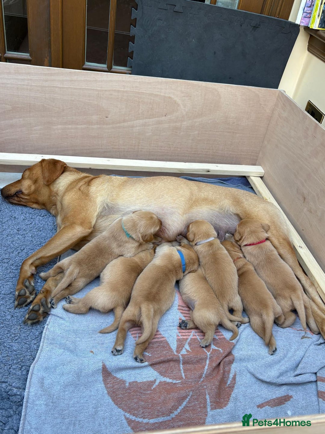 Labrador Retriever dogs for sale: Fox Red Labrador pups - Image 5