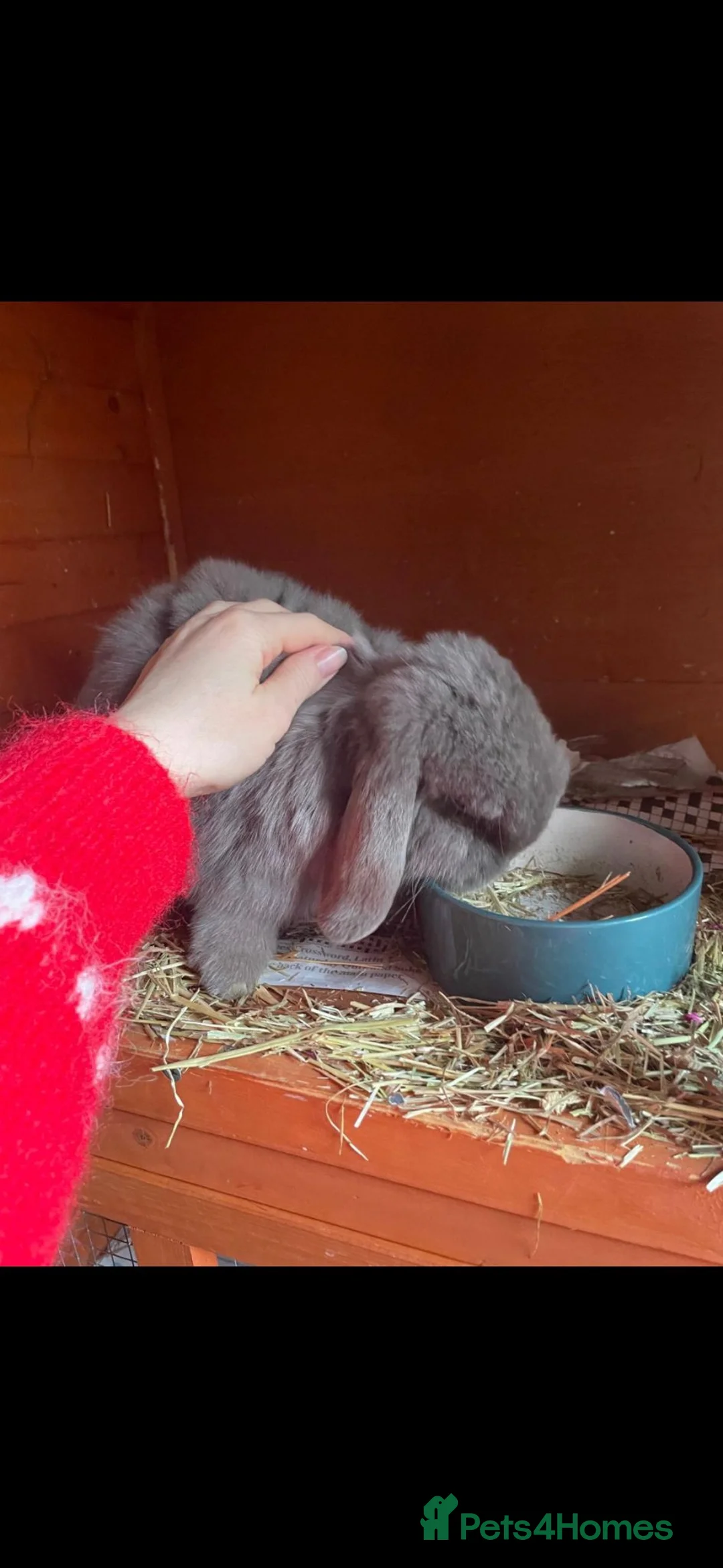 Mini Lop rabbits for sale: Male 3yo Mini Lop in Southampton - Advert 2