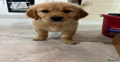 Golden Retriever dogs - Advert 4