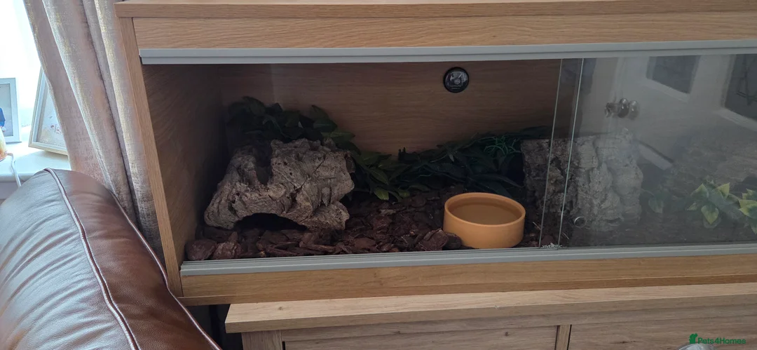 Python Snake reptiles for sale: Banana royal python  - Advert 14