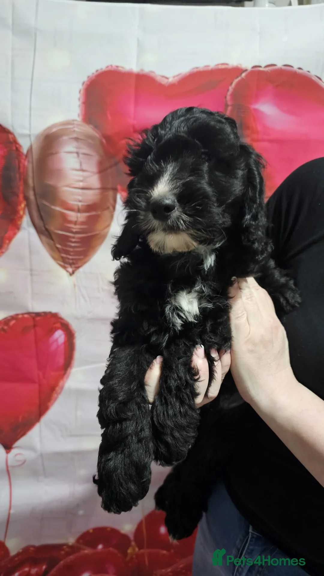 Cockapoo dogs for sale: Adorable F1 cockapoo puppies  - Advert 2