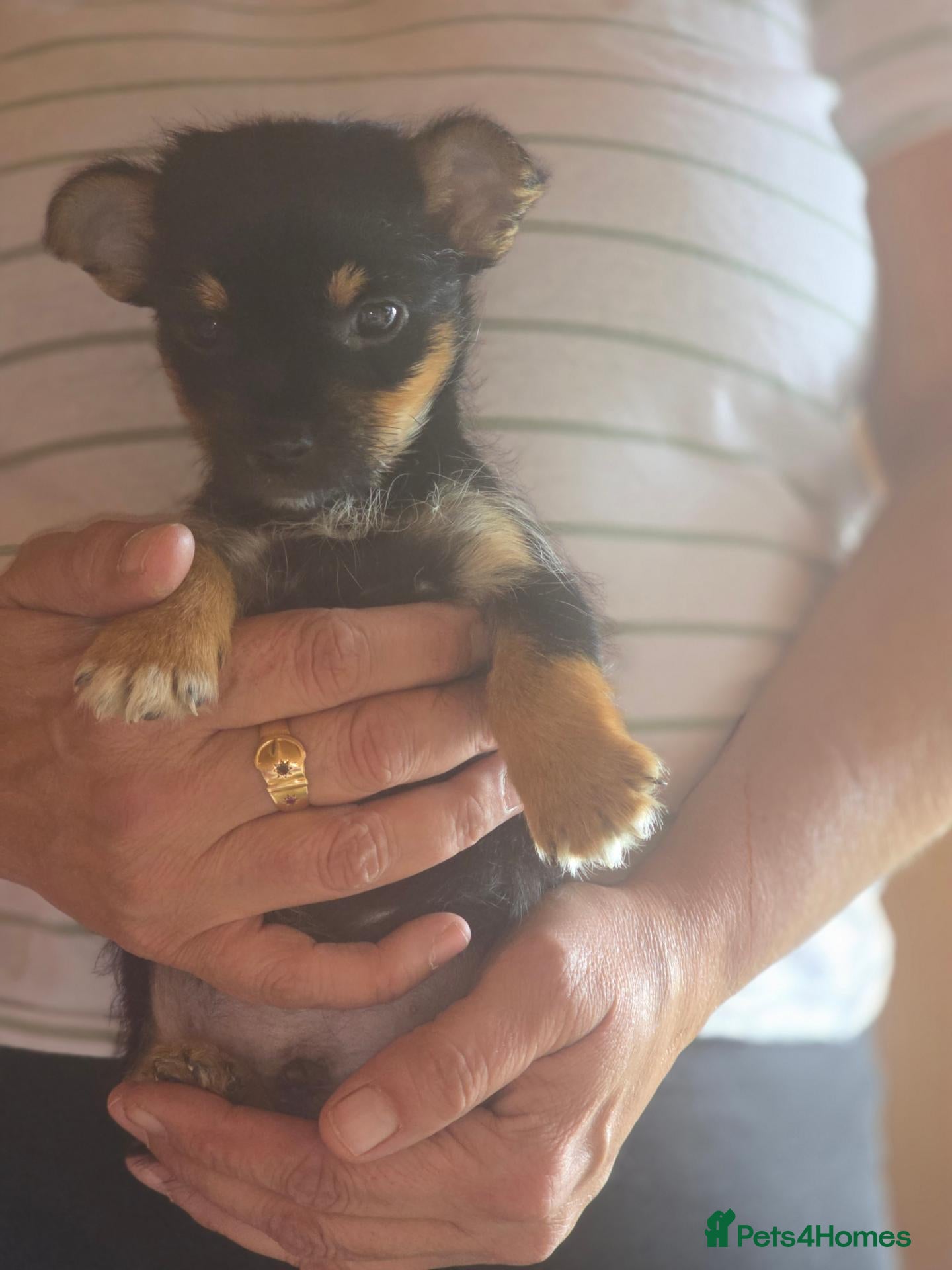 Jack Russell dogs Jack Russell pup  - Advert 4