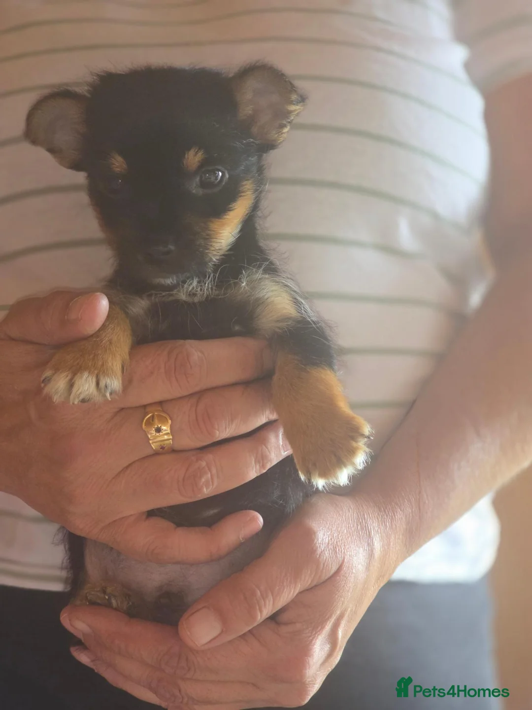 Jack Russell dogs for sale: Jack Russell pup  - Advert 1