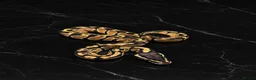 Python Snake reptiles for sale: Stunning Baby Ball Pythons!  - Advert 4