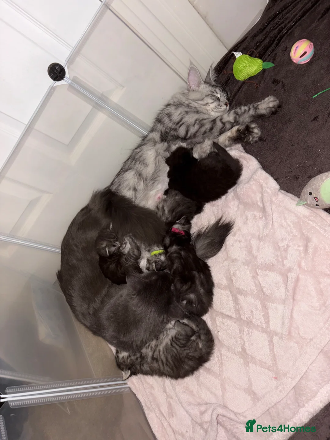 Maine Coon cats for sale: Maine coon kittens - Advert 13