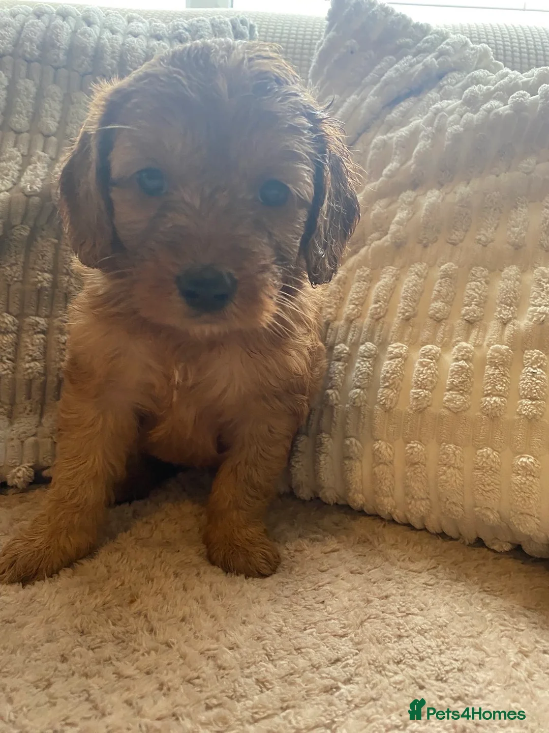 Cockapoo dogs for sale: F1B cockapoo due end of April  - Advert 1