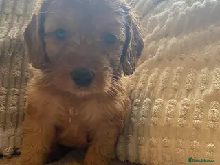 Cockapoo dogs F1B cockapoo due end of April - Advert 1