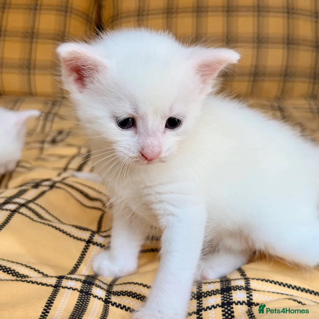 Mixed Breed cats for sale: Seven Beautiful Kittens Looking for Loving Homes - Advert 2