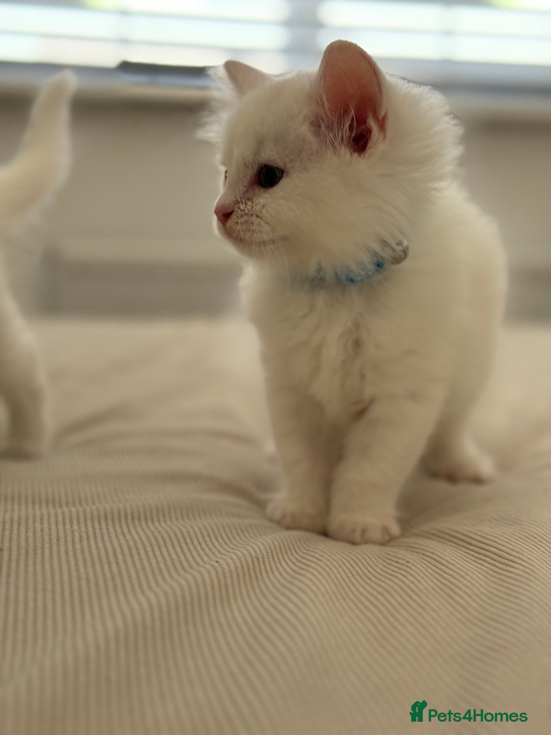 Mixed Breed cats for sale: Mixed breed white kittens  - Image 8