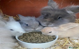 Lionhead rabbits for sale: lionheads for sale, ONE LEFT   in Holsworthy - Image 11