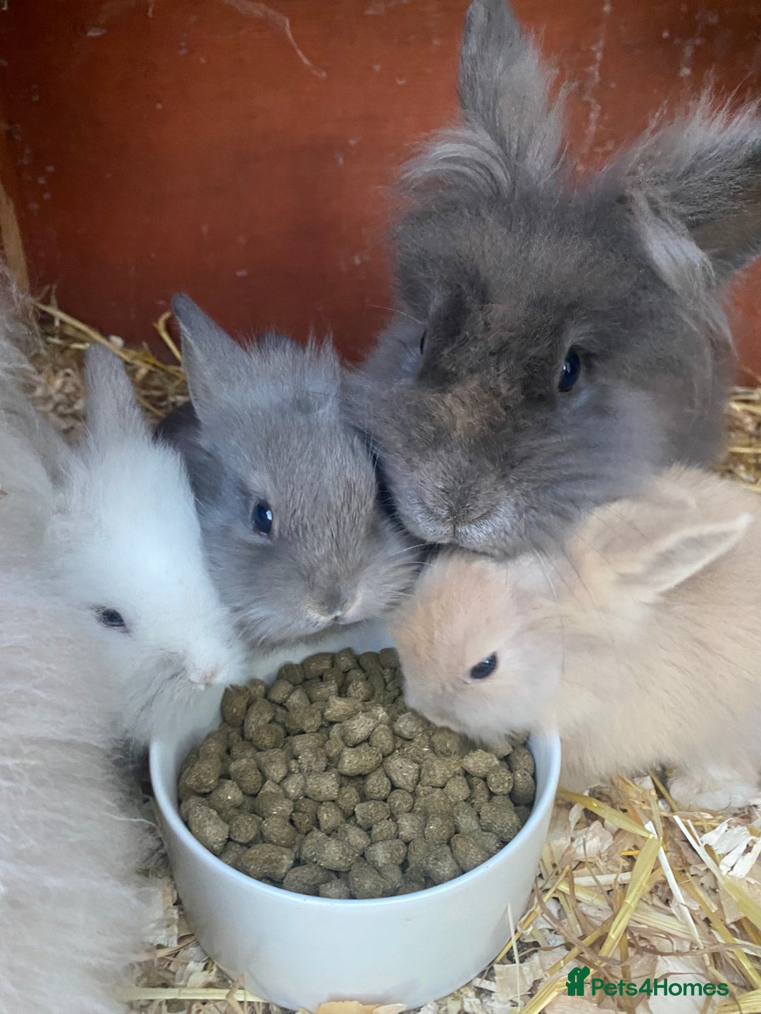 Lionhead rabbits for sale: lionheads for sale, ONE LEFT   in Holsworthy - Image 11