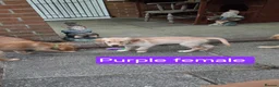 Golden Retriever dogs for sale: Beautiful golden retrivers - Advert 6