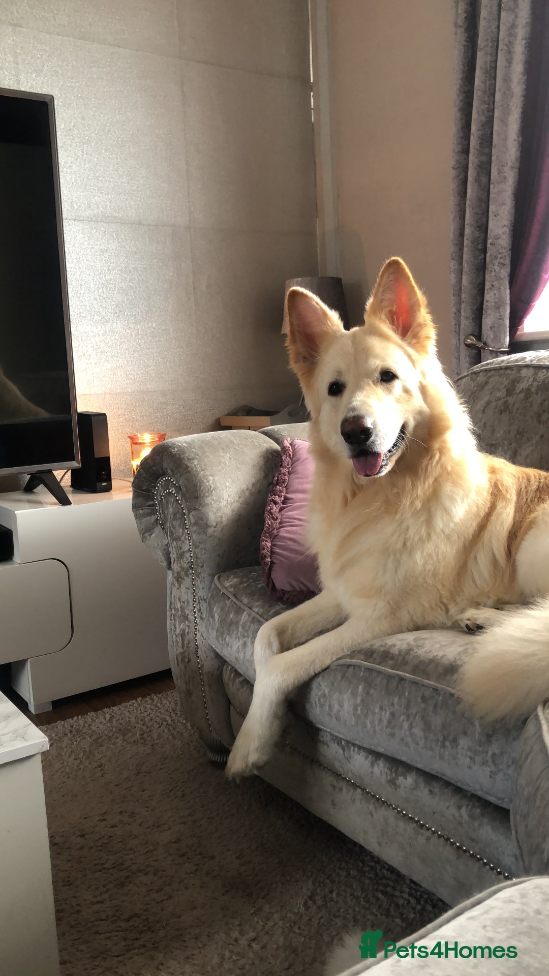 German Shepherd dogs for sale: German Shepard pups - Image 10