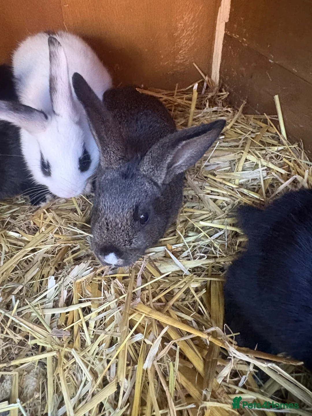 Mixed Breed rabbits for sale: Baby bunnies Dutch cross lop  - Advert 6