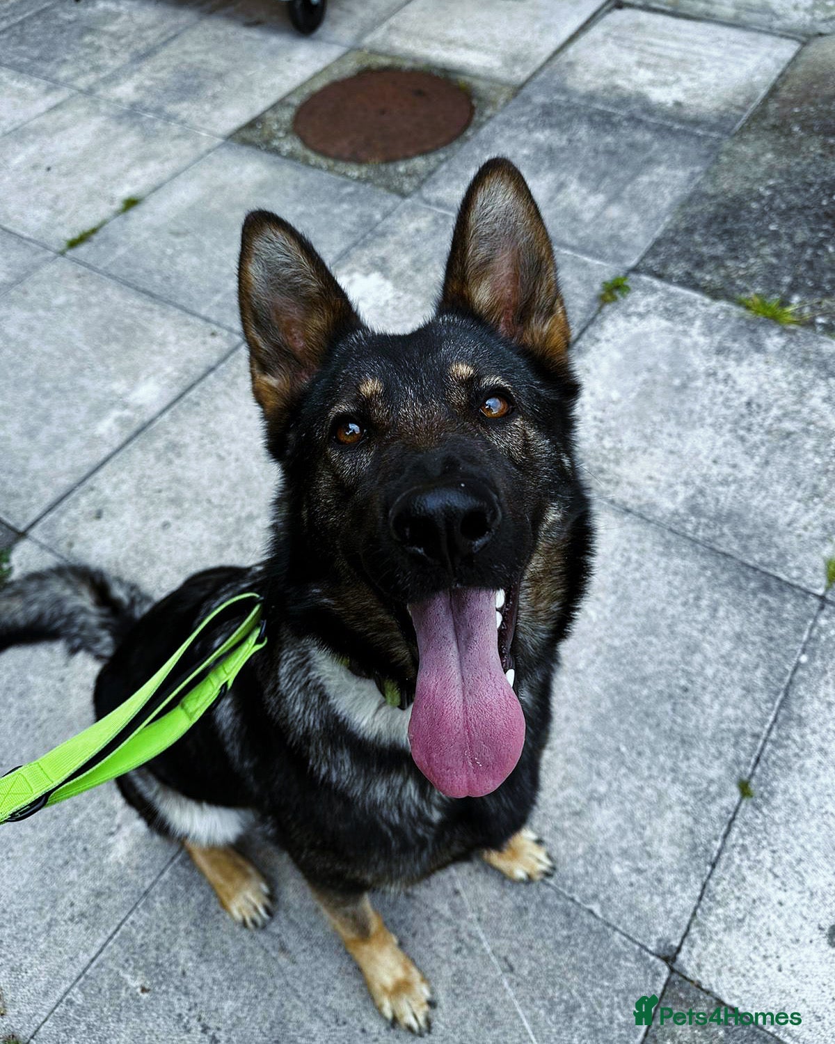 German Shepherd dogs For sale - Advert 13