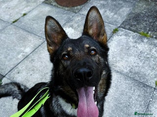 German Shepherd dogs For sale - Advert 2