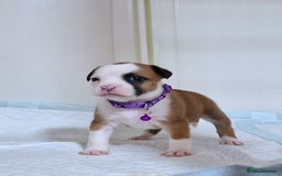 Staffordshire Bull Terrier dogs for sale: SHOW QUAILTY RED STAFF PUPPIES  - Image 13