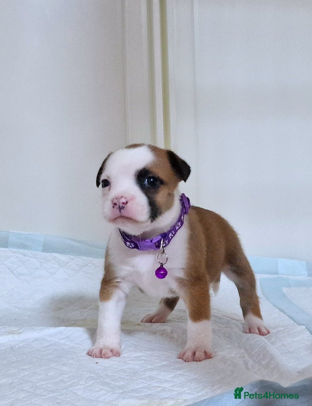Staffordshire Bull Terrier dogs for sale: SHOW QUAILTY RED STAFF PUPPIES  - Image 13