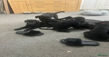 Mixed Breed dogs - Advert 2