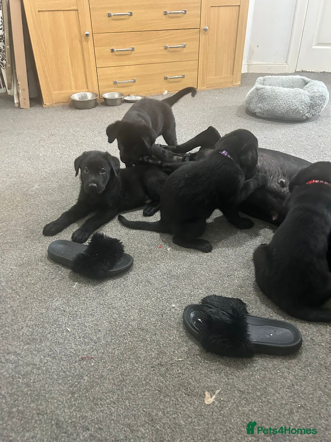 Mixed Breed dogs for sale: 6 lab cross german shepherd beautys - Image 3