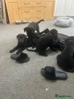 Mixed Breed dogs - Advert 2