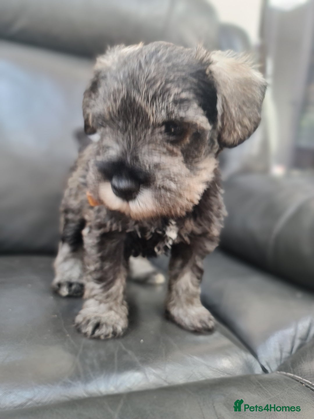 Miniature Schnauzer dogs for sale: Miniature Schnauzer Puppies KC Registered. 5M 2Fm - Image 10