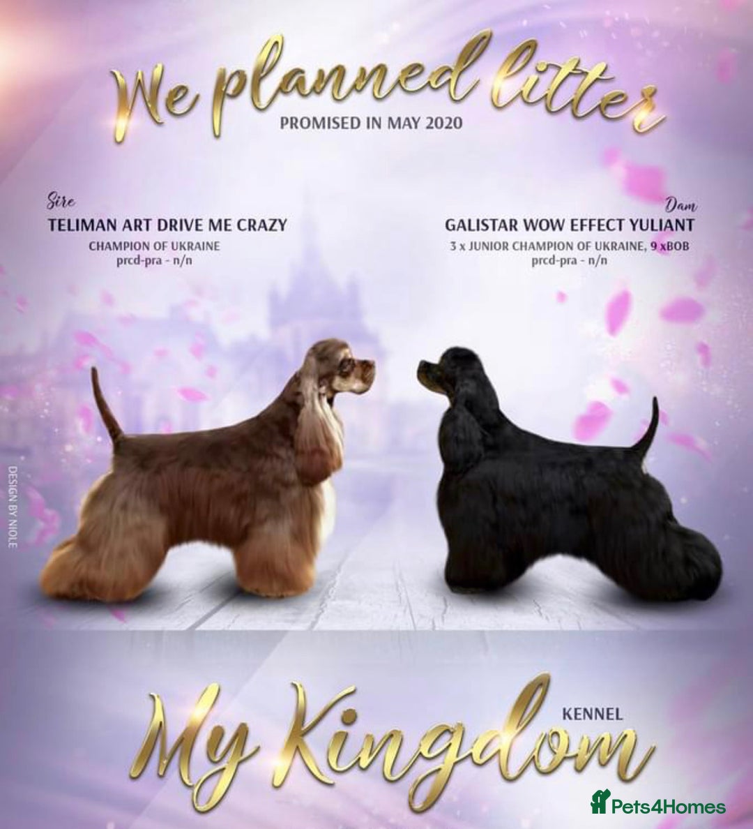 American Cocker Spaniel dogs for sale: Lovey Chocolate Tri Adult Male - Image 9