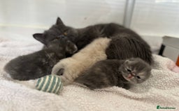 Persian cats for sale: ⭐️ Exceptional Persian x Exotic Kittens ⭐️ - Advert 23