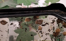 Snails invertebrates for sale: Giant African land snails  - Image 3