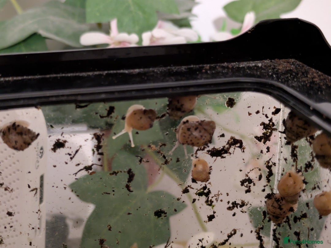 Snails invertebrates for sale: Giant African land snails  - Image 3