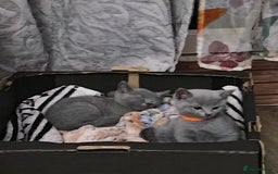 Russian Blue cats for sale: TICA Registered Kittens for Sale 2 Boys & 2 Girls - Image 2