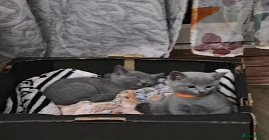 Russian Blue cats - Advert 1