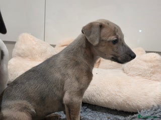 Whippet dogs Stunning kc reg whippets - Advert 6