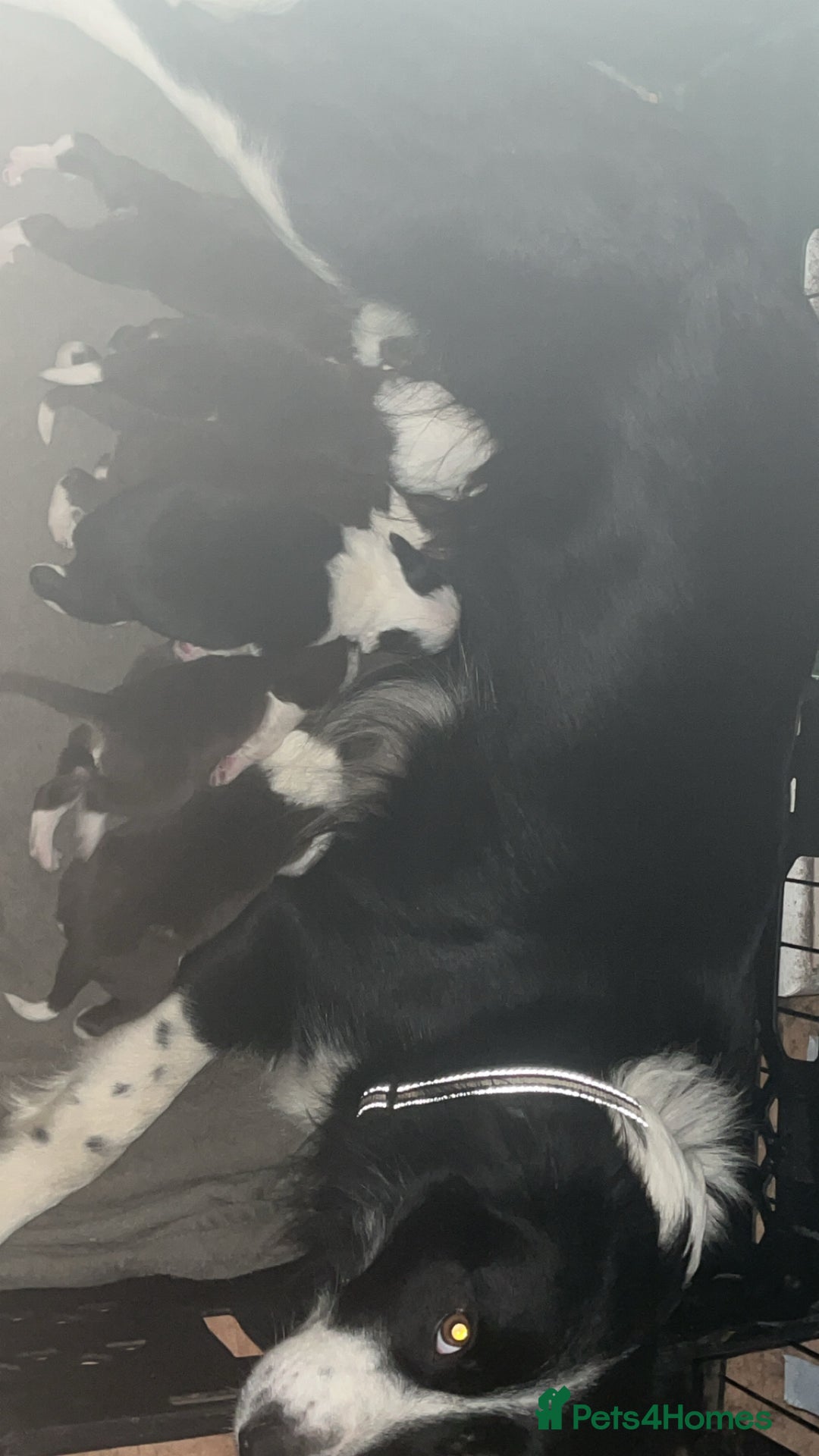 Border Collie dogs for sale: Litter of 7 border collies - Advert 3