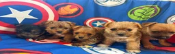 Mixed Breed dogs for sale: Miniature Yorkshire terrier Jack Russell Puppys - Advert 2