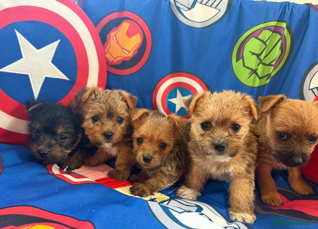 Mixed Breed dogs for sale: Miniature Yorkshire terrier Jack Russell Puppys - Advert 2