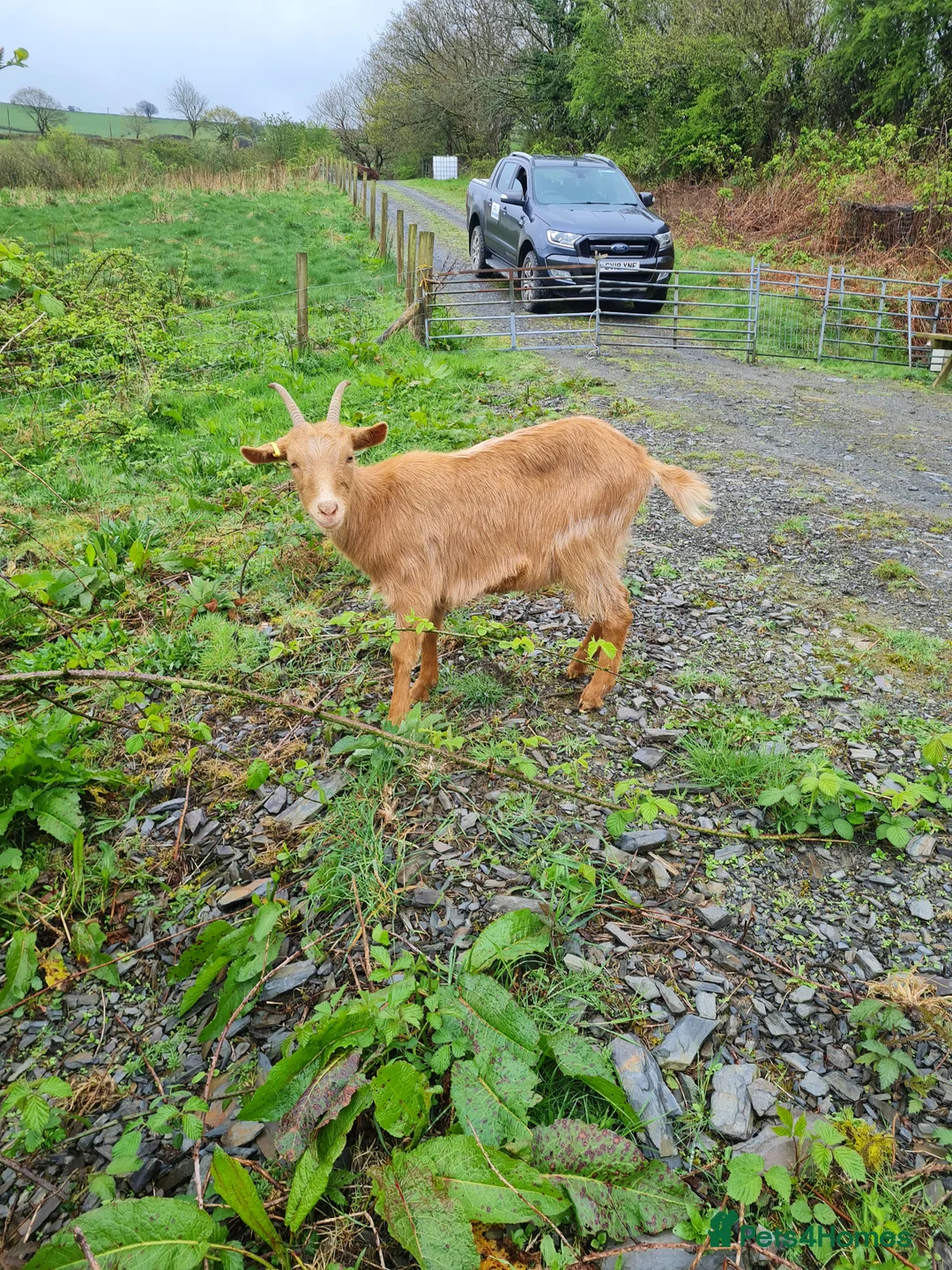 Goats livestock for sale: Golden Guernseys - Advert 2