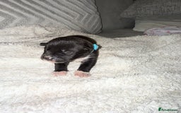 Mixed Breed dogs for sale: Cane corso mix Akita  - Image 36