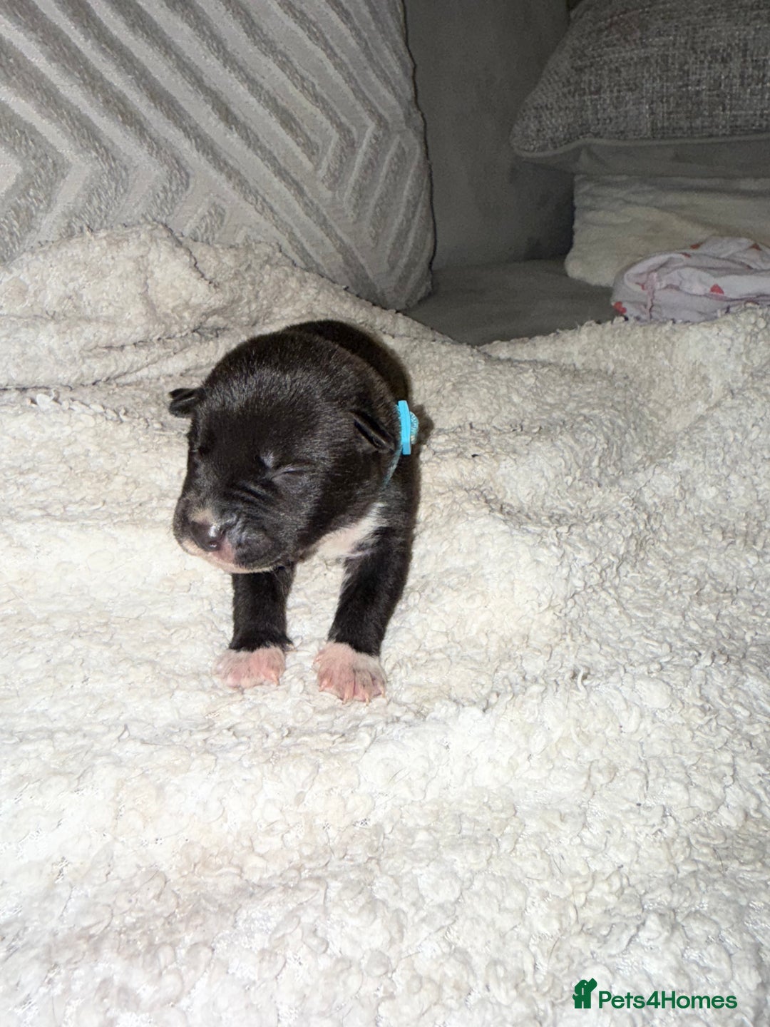 Mixed Breed dogs for sale: Cane corso mix Akita  - Image 36